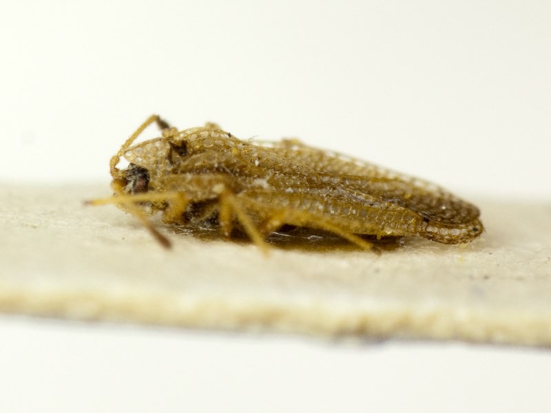 Elasmotropis testacea (Herrich-Schäffer, 1830)